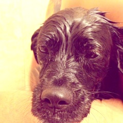 Drake's post glory day in sawdust and stick-throwing wonderland bath time sad face,